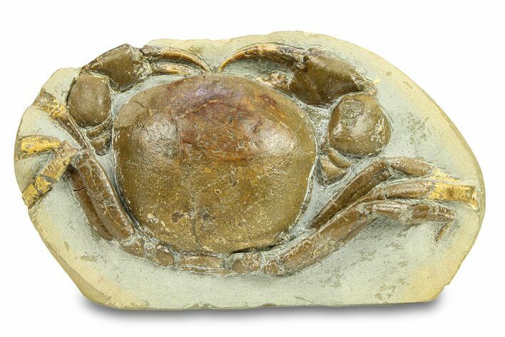 Miocene Fossil Crab (Tumidocarcinus) - New Zealand #302201